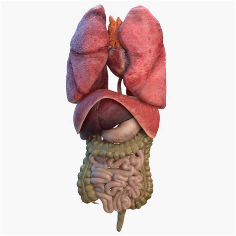 3d Model Of Human Organs
