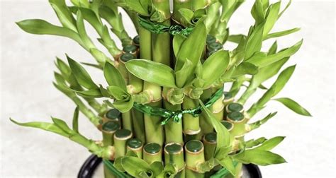 grow bamboo  pots