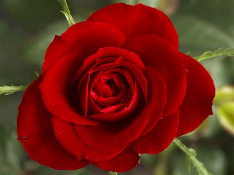 filesmall red rosejpg wikimedia commons
