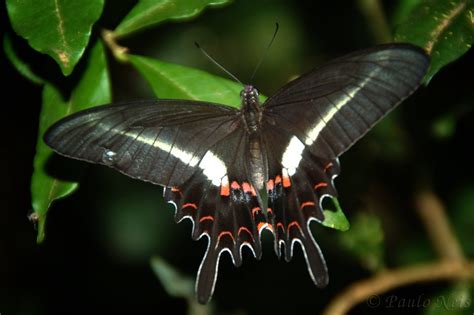 black butterflies  surely    natures greatest flickr