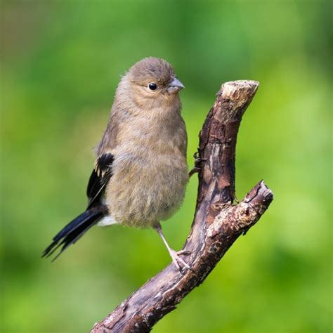 nestling  fledgling gardenbird