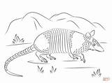 Armadillo Coloring Pages Drawing Nine Banded Sheet Printable Walks Un Tatou Template Grass Walking Draw Getdrawings Coloringbay Designlooter Coloriage Drawings sketch template
