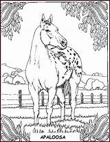 Chevaux Horse Colorat Apaloosa Cheval Cavalli Caluti Disegni Colouring Cai Konji Calarie Imagini Pferde Crtež Trideset Devet Desene Bojanke Cavallo sketch template