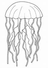 Jellyfish Ausmalbilder Qualle Ausmalen Malvorlage Fisch Malvorlagen Jelly Coloringpages Outline Quallen Colornimbus Books Dolphin Dschungel Niedliche Momjunction Letzte Sting Q2 sketch template