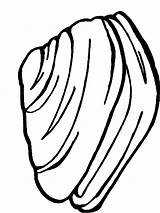 Almeja Almejas Mussel Mussels Cozza sketch template