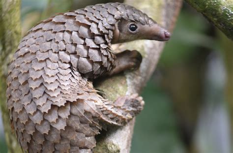 poem   week pangolin bella caledonia