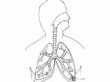 Respiratory System Drawing Sketch Coloring Kids Getdrawings Paintingvalley sketch template