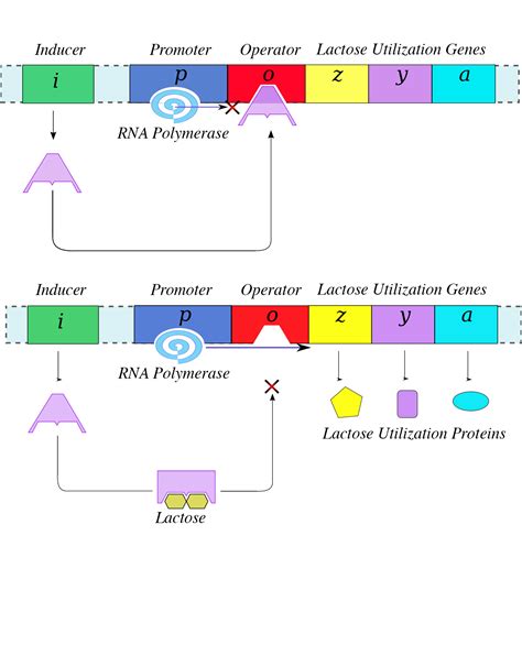 prokaryotic gene regulation biology   majors