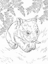 Wombat Baby Coloring sketch template