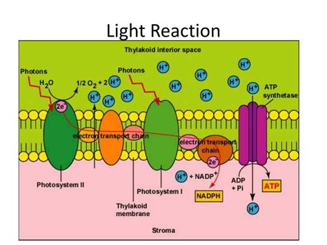 photosynthesis light reaction powerpoint