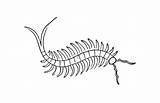 Centipede Cienpies Ciempies Ciempiés Insectos sketch template