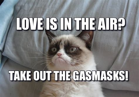 10 Best For Angry Cat Funny Grumpy Cat Memes Romance Movies