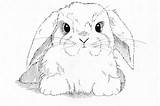 Bunny Lop Eared Callan Rogers Rabbits Animal 27th sketch template