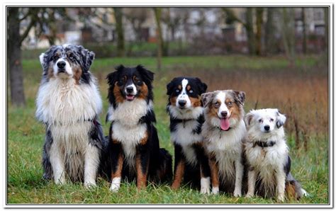 basic dog training aussie dogs australian shepherd dogs