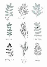 Drawing Drawings Botanical Plant Herbs Sketch Draw Herb Choose Board Illustration sketch template