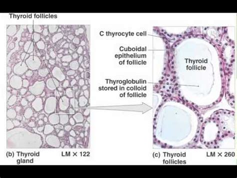 histology  thyroid gland youtube