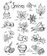 Spices Drawing Herbs Kitchen Getdrawings Vector Hand sketch template