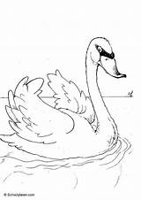 Coloring Swan Swans Pages Kids Print Zwaan Zwanen Printable Large sketch template