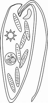 Euglena Worksheet Ameba Biologycorner Chloroplasts sketch template