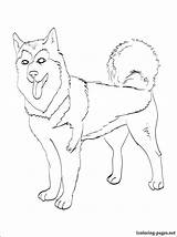 Malamute Alaskan Coloring Pages Printable Dog Breed Getdrawings Loves Those Book Who Getcolorings Color sketch template