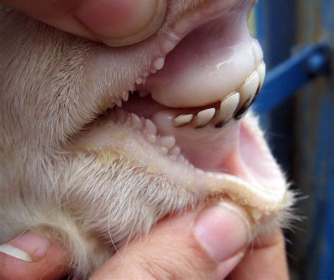 pale gums paleness anemia caused  barber pole worms susan  flickr