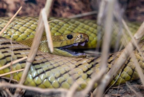 inland taipan inland taipan indian cobra poisonous snakes types