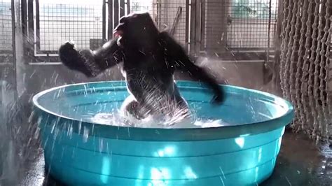 dancing gorilla shows he s a maniac in viral video fox news