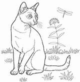 Coloring Cat Pages Adults Cats Printable Kids Drawing Curious Supercoloring Choose Board Bombay sketch template