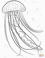 Jellyfish Coloring Pages Jelly Fish Printable Sea Animals Drawing Ocean Kids Supercoloring Colouring Color Animal Clip Drawings Choose Board Clipart sketch template
