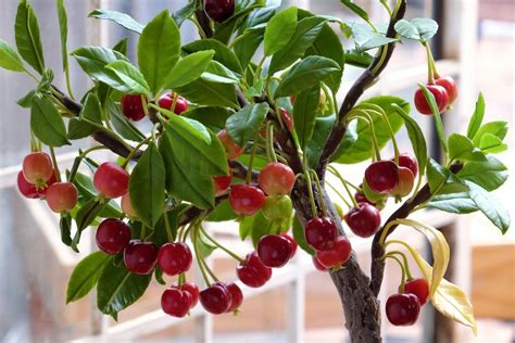 caring  potted cherry trees   grow cherry trees  containers