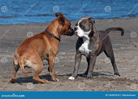 bulldogge und amerikanisches staffordshire terrierspiel auf strand