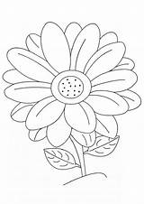 Daisy Drawing Outline Flower Coloring Pages Getdrawings sketch template