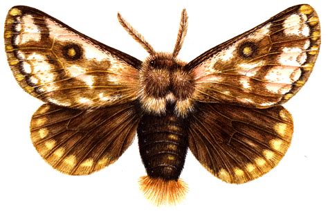 prominent moth lizzie harper
