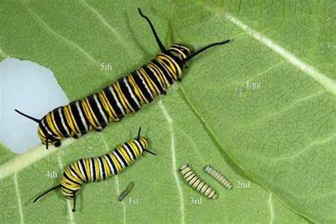 monarch caterpillar stages columns blogs