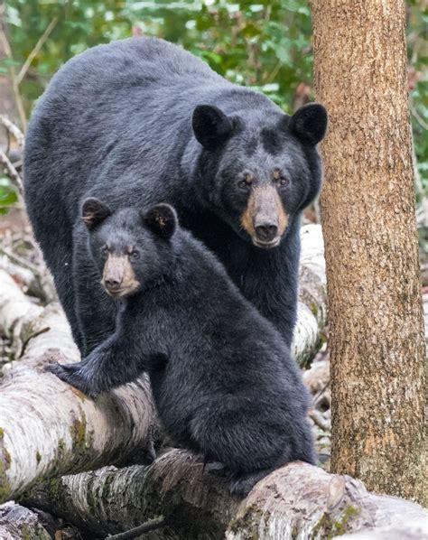 black bear mother  cub sitting   aspen log smithsonian photo