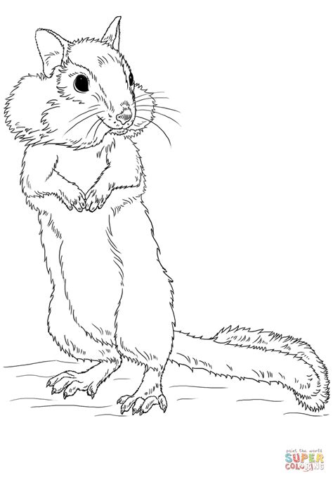 chipmunk coloring page  printable coloring pages