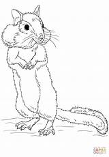 Chipmunk Coloring Pages Drawing Draw Chipmunks Step Printable Kids Drawings Animal Tutorials Color Children Supercoloring Getcolorings Choose Board Categories Learn sketch template