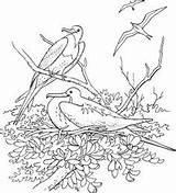 Coloring Frogmouth Tawny Pages Frigatebird Magnificent 53kb 260px Drawing Drawings sketch template