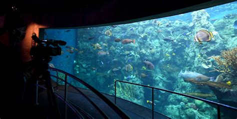 Aquarium Of The Pacific To Reopen With New Exhibits And Safety