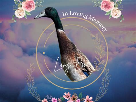 rip long boi tributes pour   legendary duck declared dead yorkmix