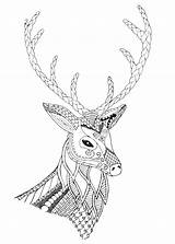 Stag Create Coloring sketch template