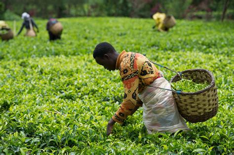 eatta auction rwandan teas  sold  highest average price rwanda inspirer