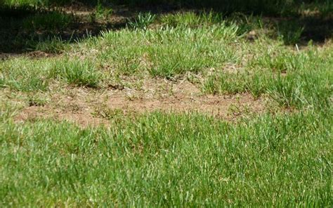 How To Avoid Dead Spots On Your Lawn Cv Lawn King