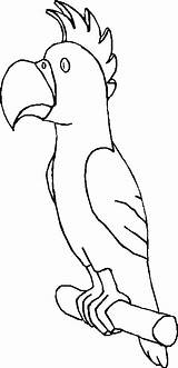 Pappagalli Papiga Disegni Bambini Colorare Bojanke Crtež Uccelli Disegnare Crtezi Bojanje Zivotinje Printanje šest Djecu Coloratutto sketch template