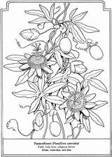 Dover Doverpublications Passionflower sketch template