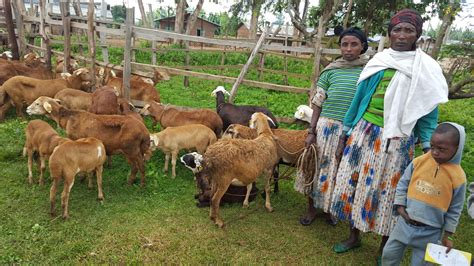 community based sheep and goat breeding cgiar
