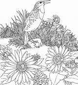 Coloring Sunflower Flowers sketch template