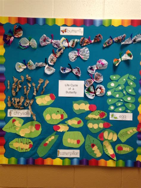 butterfly life cycle bulletin board    students butterfly