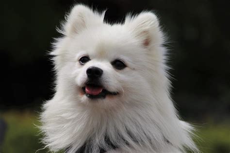 fluffiest dog breeds    clean    fur baby guide