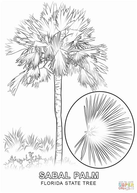 florida state flower coloring page unique florida state tree coloring